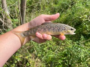 Brown Trout