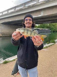 European Perch