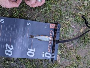 Roach
