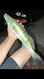 Zander