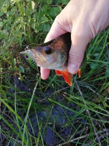 European Perch