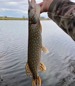 Northern Pike