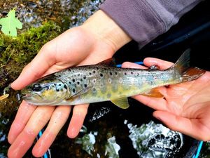 Brown Trout
