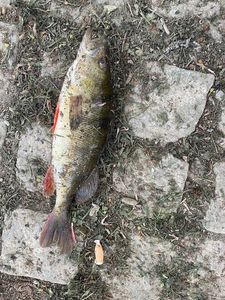 European Perch