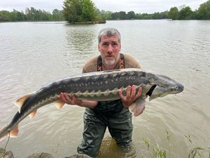 Sturgeon