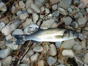 European Bass (Seabass)