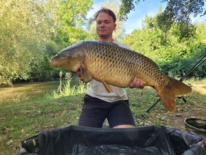 Common Carp