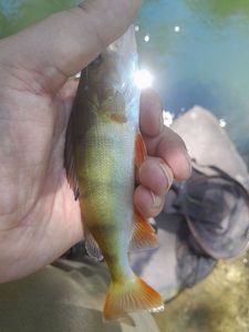 European Perch