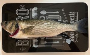 European Bass (Seabass)