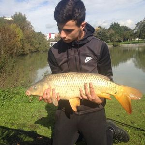 Common Carp