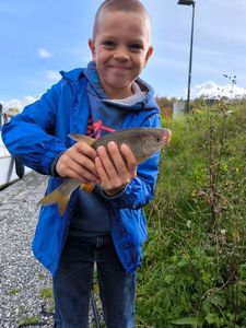 Common Dace