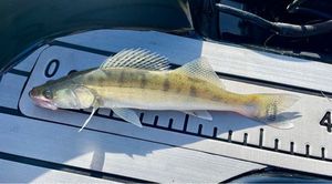 Zander