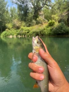 Chub caught by Julian Charry