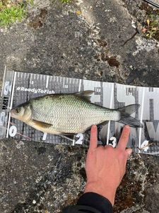 Common Bream