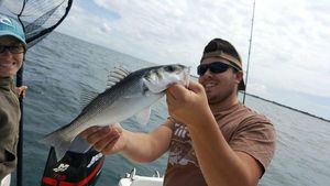 European Bass (Seabass)