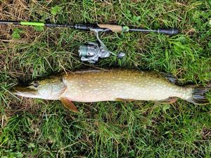 Northern Pike