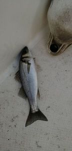 European Bass (Seabass)