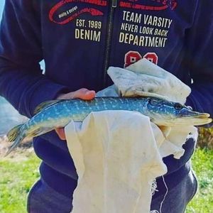 Northern Pike