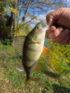 European Perch