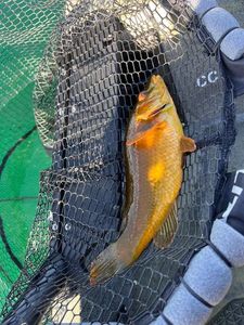Ballan Wrasse