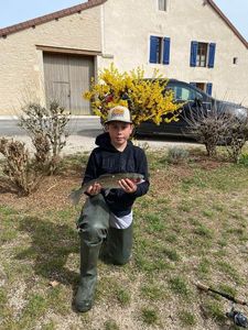Rainbow Trout