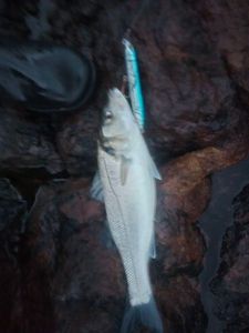 European Bass (Seabass)