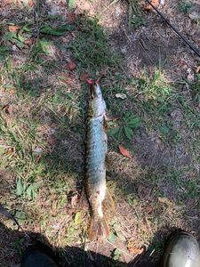 Northern Pike
