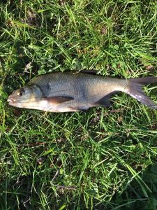 Common Bream