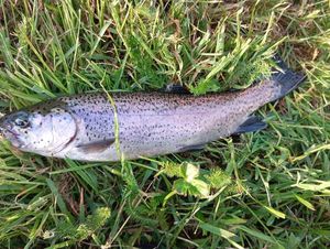 Rainbow Trout