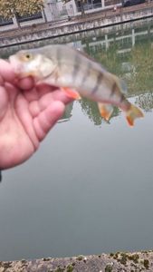 European Perch