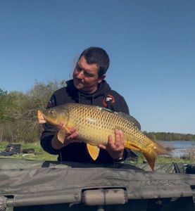 Common Carp