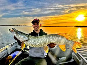 Northern Pike