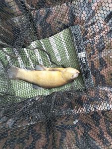 Tench