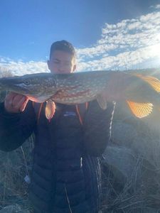 Northern Pike