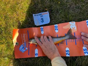 Brook Trout