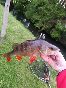 European Perch