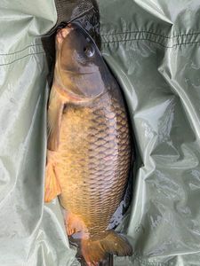 Common Carp