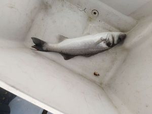 European Bass (Seabass)