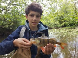 European Perch