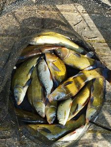 Tench