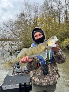 Zander