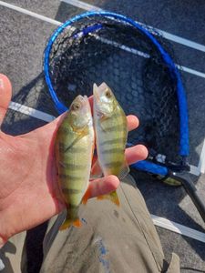 European Perch