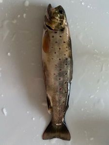 Brown Trout