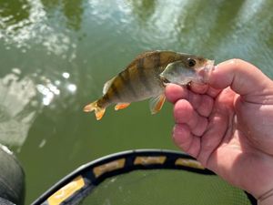 European Perch