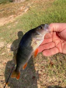 European Perch