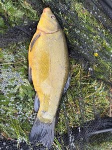Tench