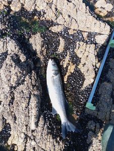 European Bass (Seabass)