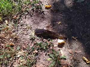 Black Bullhead