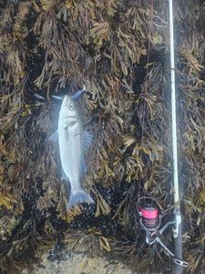 European Bass (Seabass)