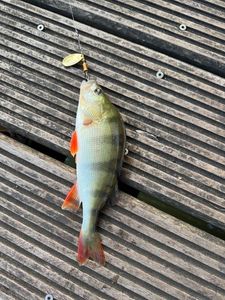 European Perch